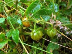 Solanum pimpinellifolium Currant Tomato